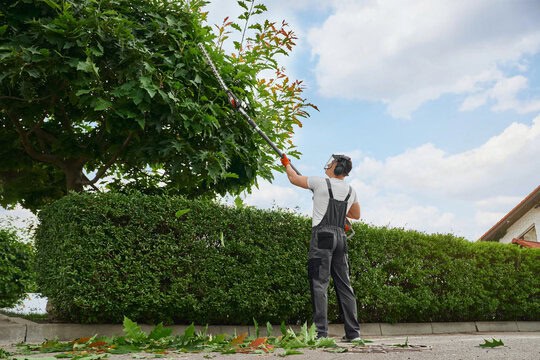 What Are the Steps to Make a Formal Complaint About Hedge Removal?